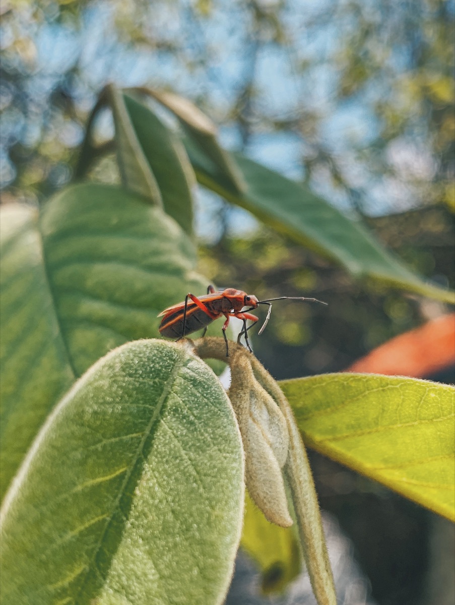 Insecto pequeño sobre una planta